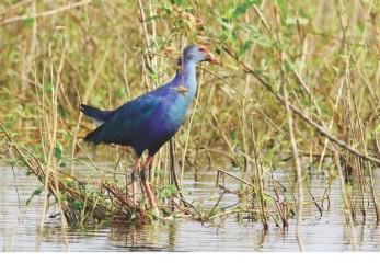 Purple swamp hen