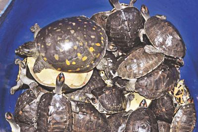 Man held with 40 turtles, 200 shells in Narayanganj | The Daily Star