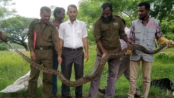 Python rescued in Bagerhat, released in Sundarbans