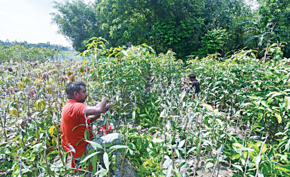 E-commerce helps sapling business bloom