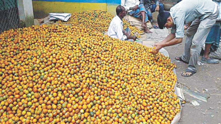 Betel nut cultivation in Narail Betel nut cultivation in Narail