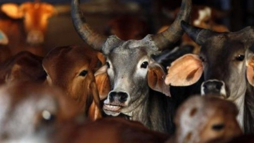 India's cow vigilantes India's cow