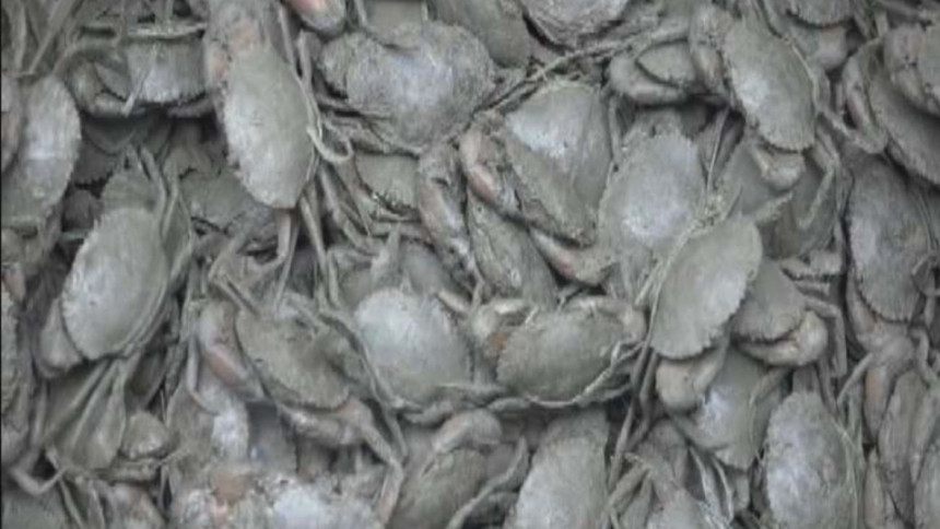 Crab farming Crab farming