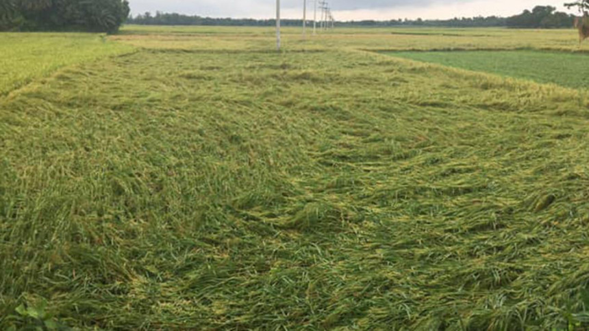 Cyclone Fani damaged crops in Bangladesh Cyclone Fani damaged crops in Bangladesh