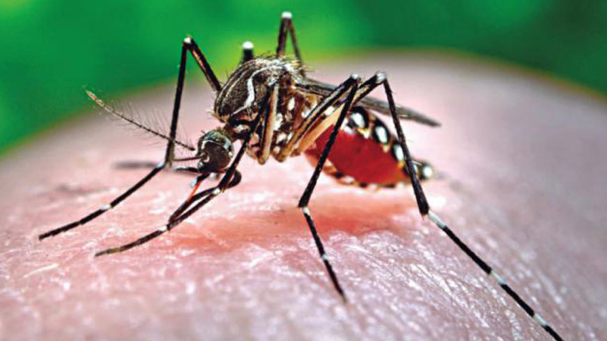 dengue fever in bangladesh dengue fever in Dhaka