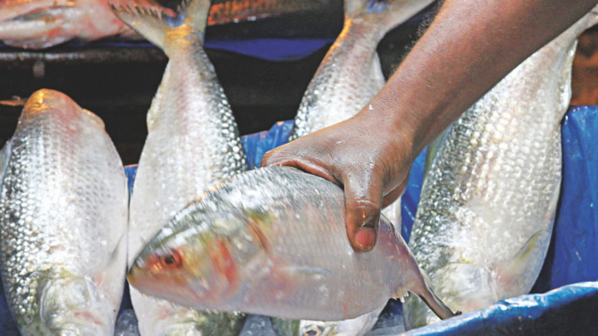 Ban on hilsa fishing Ban on hilsa fishing