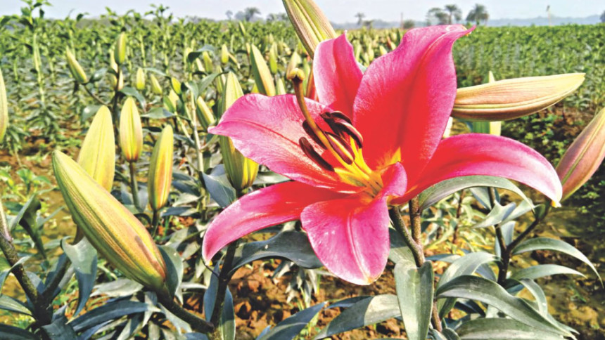 Blooming Liliums Blooming Liliums