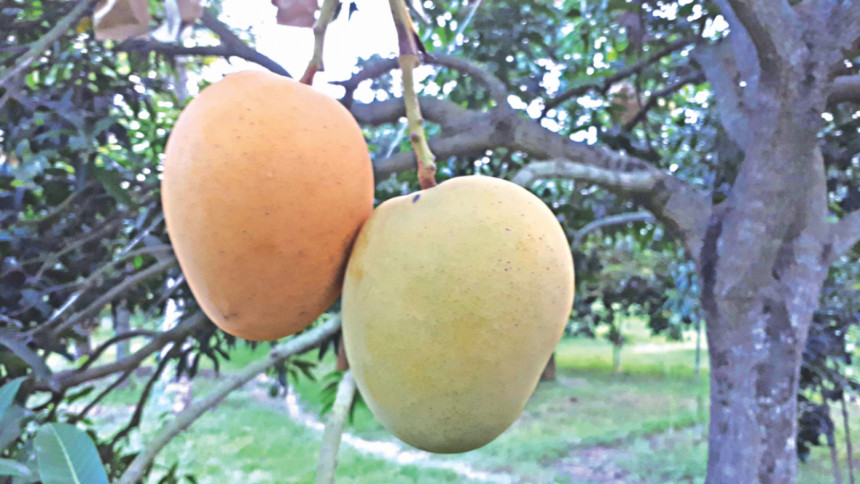 Khirshapat has got Geographical Indication Khirshapat has got Geographical Indication