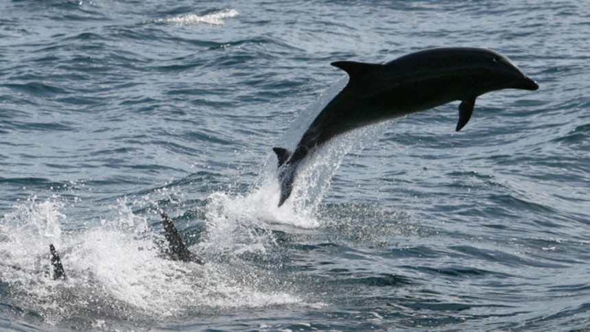 Kermadec
