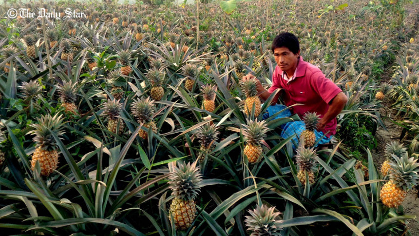 farmer shows pineapple farmer shows pineapple