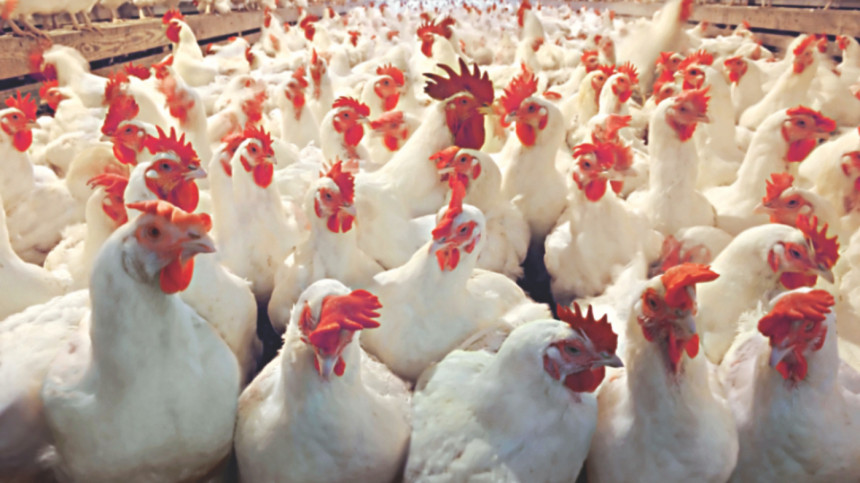 antibiotics in poultry feed antibiotics in poultry feed