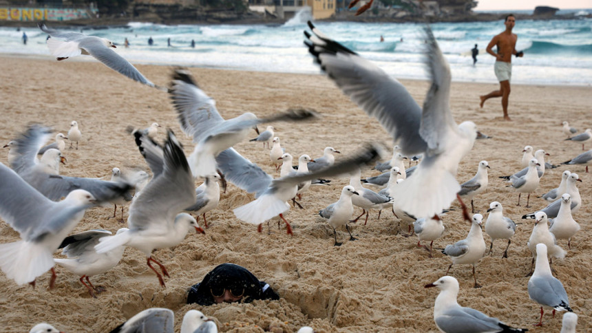 seagulls seagulls