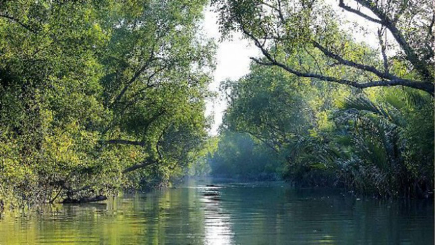 Sundarbans monitoring with drones: Plan underway | The Daily Star