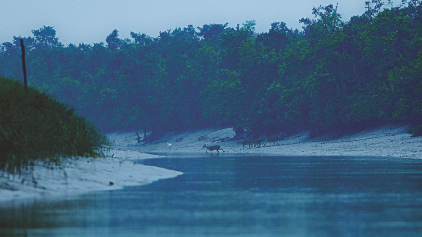 Sundarbans robber gangs surrendered Sundarbans robber gangs surrendered