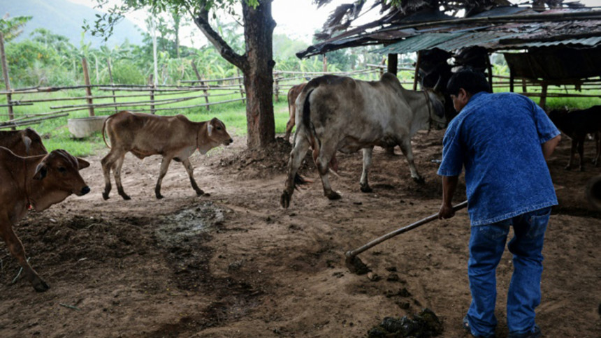 Power generated by using poop Thai village,using poop,generate power,renewable energy,green technology,environment friendly,energy crusaders,afp