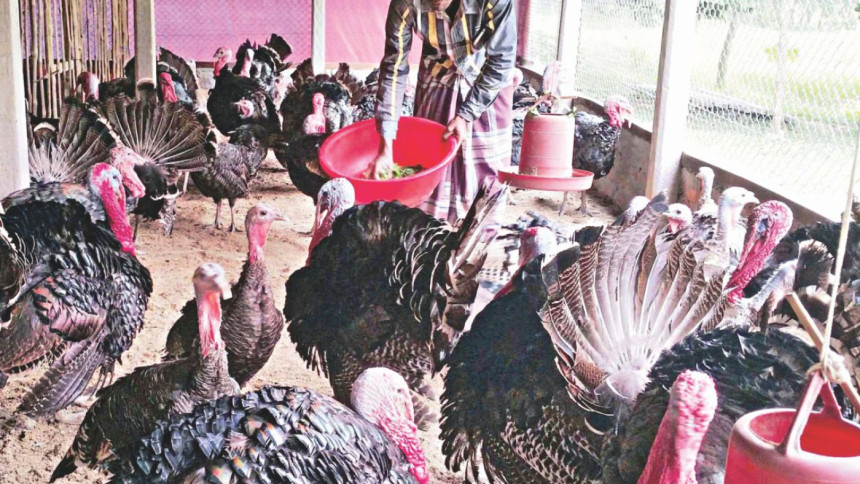 turkey
