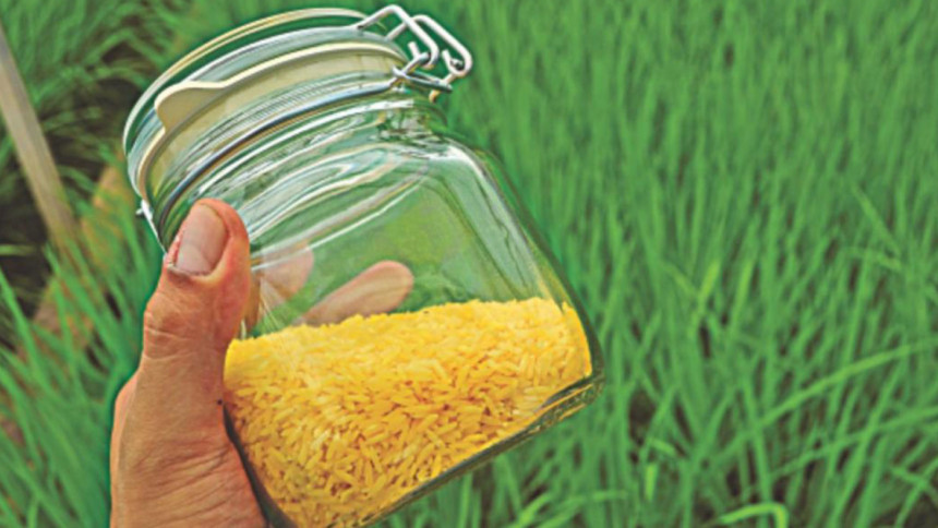 Golden rice in Bangladesh Golden rice in Bangladesh