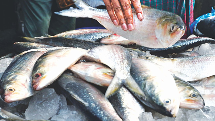 defying Hilsa ban in Bangladesh defying Hilsa ban in Bangladesh