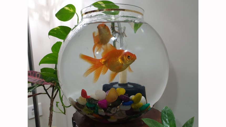 Fish bowls drive fish mad, says French aquarium vendor