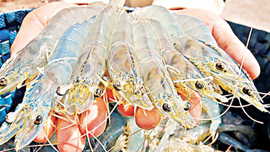 four hatcheries in Chattogram allowed for trial farming of vannamei shrimp Vannamei shrimp