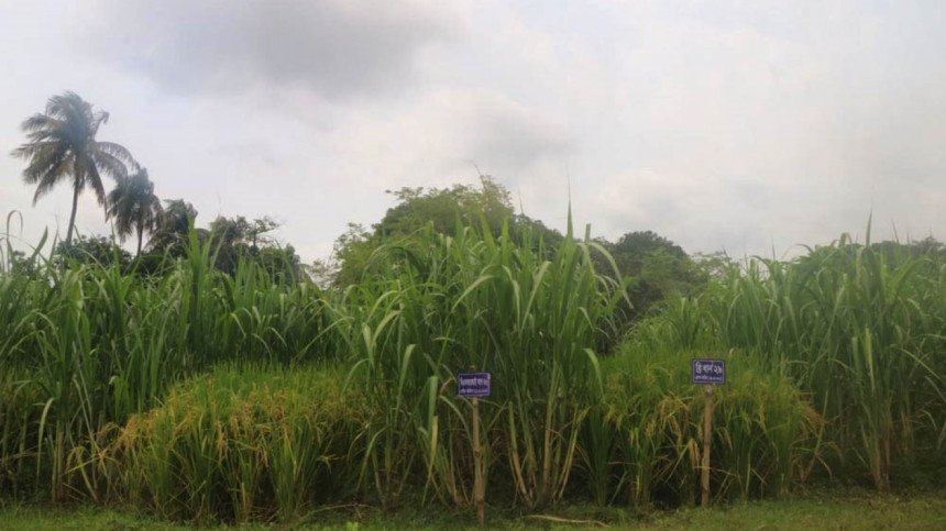Agri engineers invent new method: Cultivating paddy alongside sugarcane? cultivating paddy as co-crop with sugarcane