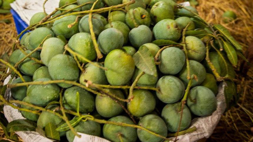 Ripe mangoes in a basket Ripe mangoes in a basket