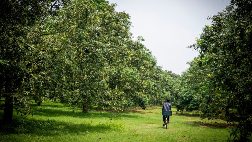 The mango garden in Chapai Nawabganj The mango garden