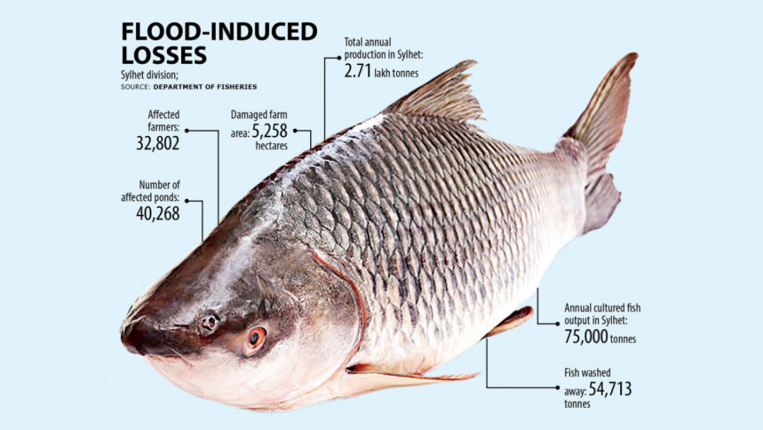 Floods wash away Tk 140cr fish in Sylhet Sylhet flood situation