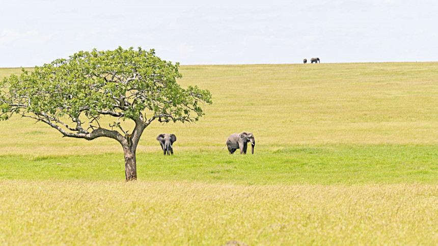 Maasai Mara-Serengeti Maasai Mara-Serengeti