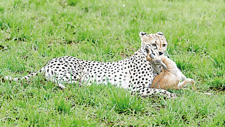 tiger and deer tiger and deer
