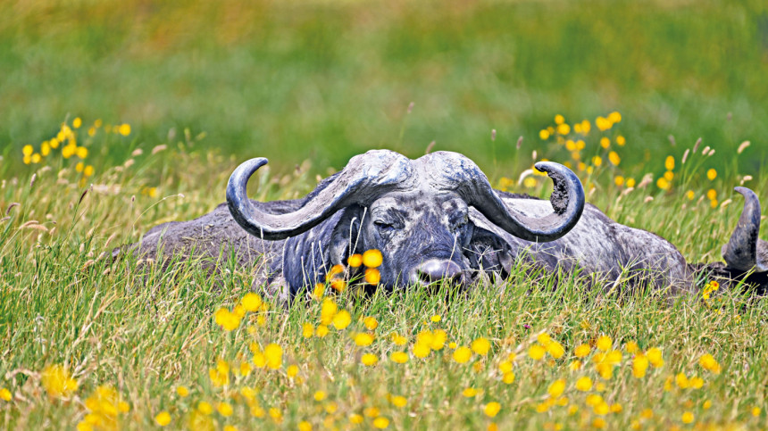 Buffalo Buffalo