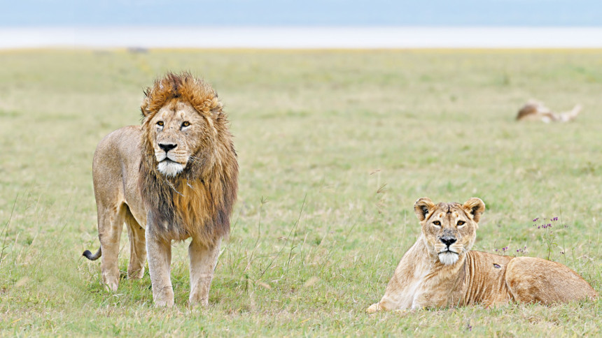 Lion Lion