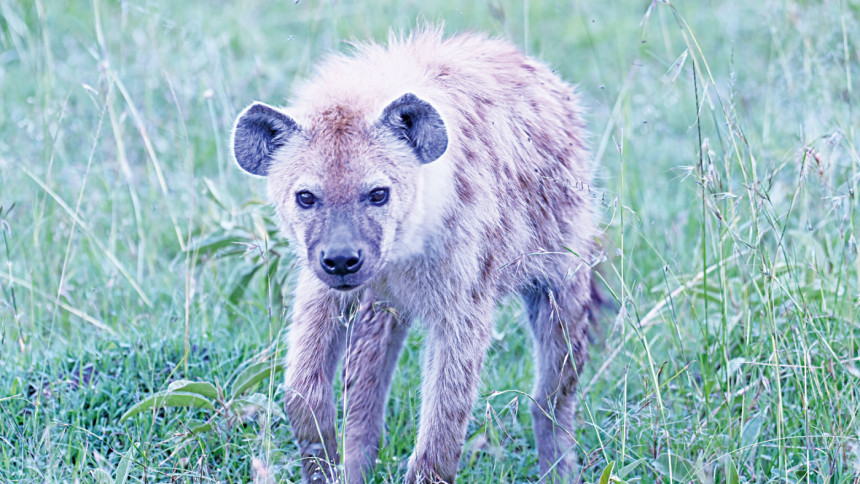 Hyena Hyena