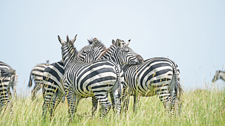 Zebras Zebras