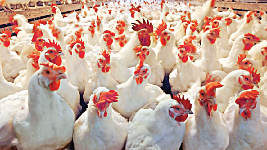 Chicken price soars by up to Tk 50 a kg in a month Chicken price soars by up to Tk 50 a kg in a month