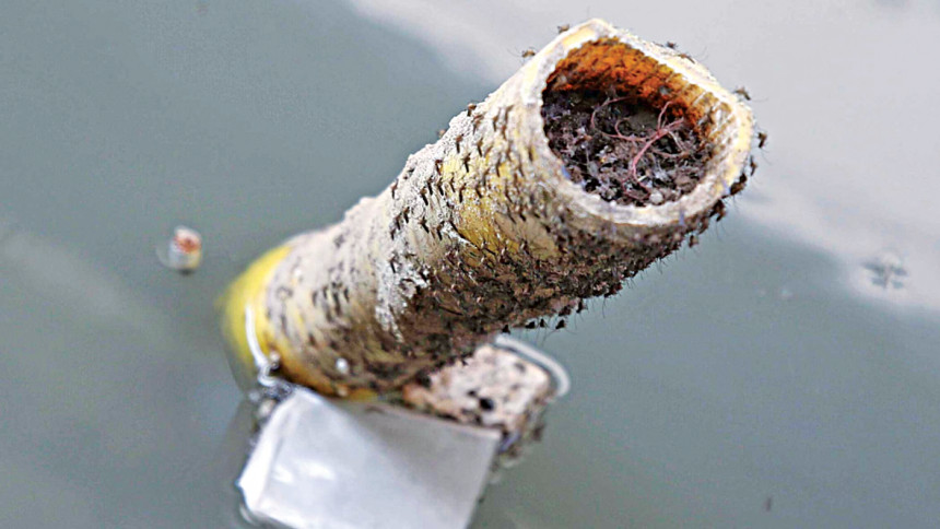 Rain brings fresh dengue concerns Rain brings fresh dengue concerns