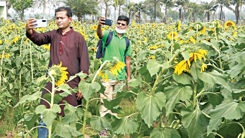 Sunflower farming brings hope to Sylhet’s haors | The Daily Star