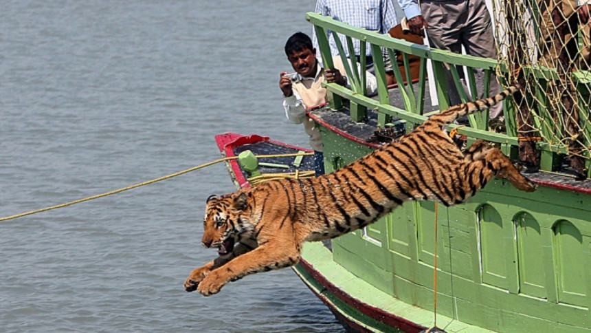 Only 100 tigers found in famed Sundarbans