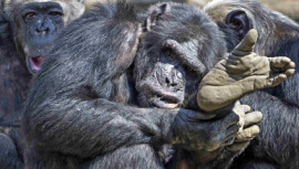 complex cognitive skills , 'King Kong' videos, apes