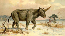 Siberian unicorn