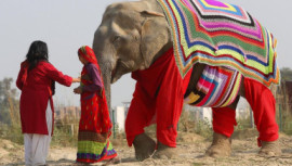 Sweaters for elephants