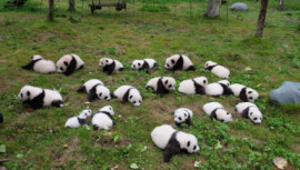 36 baby pandas make big public debut