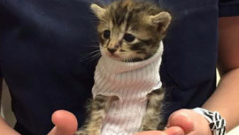 Tiny kitten, Hurricane Matthew, Petsmart's Banfield Pet Hospital, North Carolina, Socially trending, social media