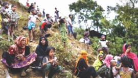 Rohingyas damage forest