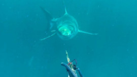 Brett Levington, spearfishing, coast of Cape Moreton, Queensland, white shark