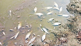 miscreants poisoned fish to death in a pond