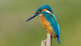 Birds of the National Botanical Garden: A photographer’s sanctuary