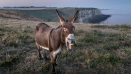 Confessions of a donkey enthusiast       ansgar-scheffold-ids_frpfhea-unsplash.jpg