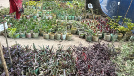 Mirpur's Tk 30 tree fair: Your chance to go green