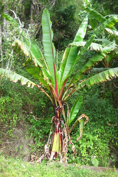 Superfood from Ethiopia Superfood from Ethiopia